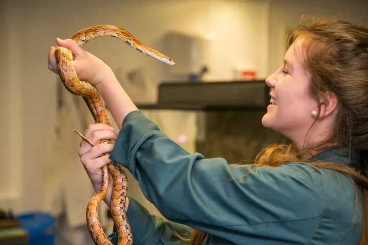 Student handling a snake at the animal centre